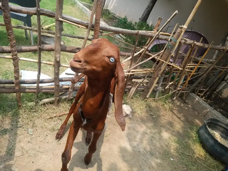 bakara for sale — photo 7