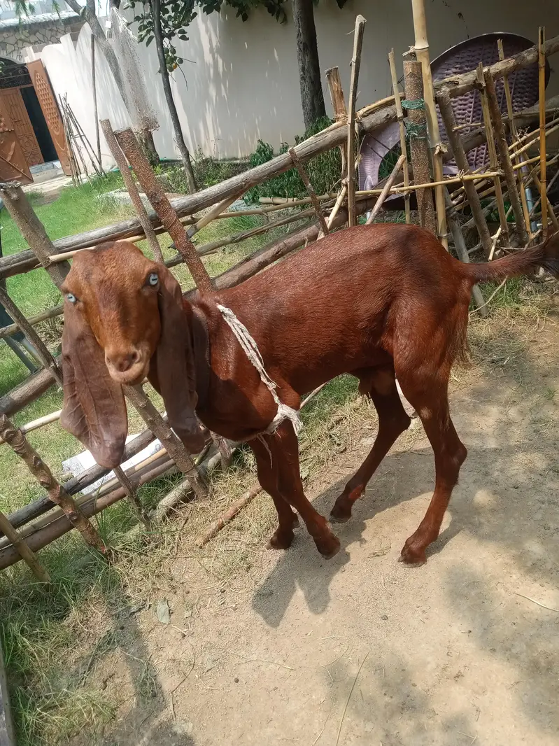 bakara for sale — photo 8
