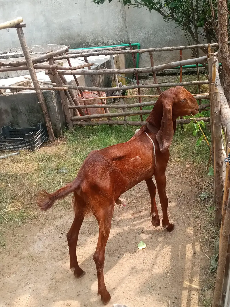 bakara for sale — photo 9