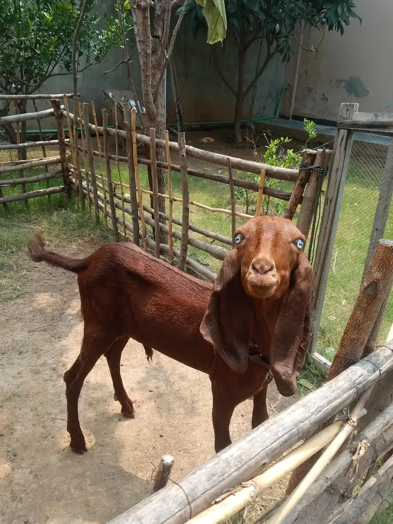 bakara for sale — photo 10