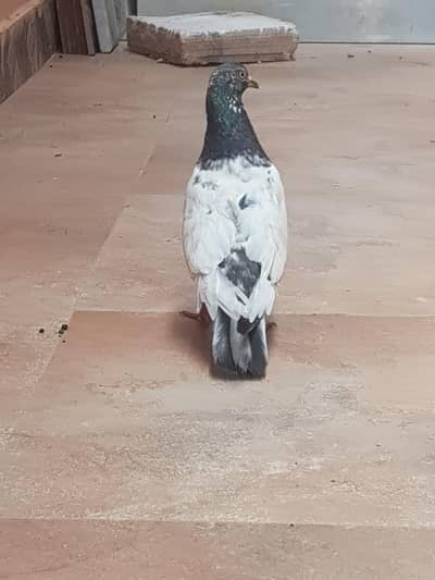 teddy male for sale