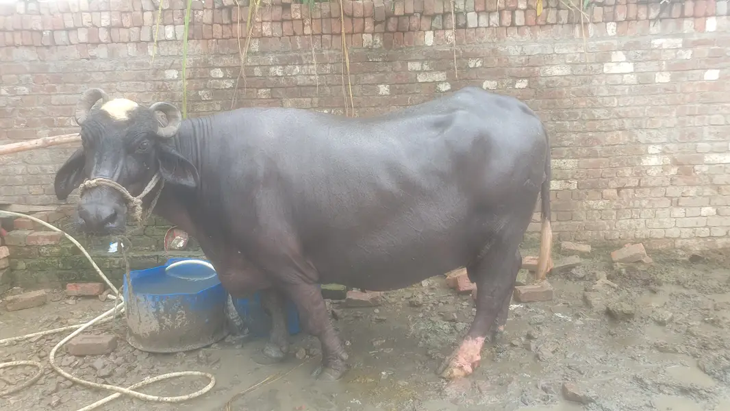 3 sy 4 din leti ha sony main tyar ha bilkul — photo 2