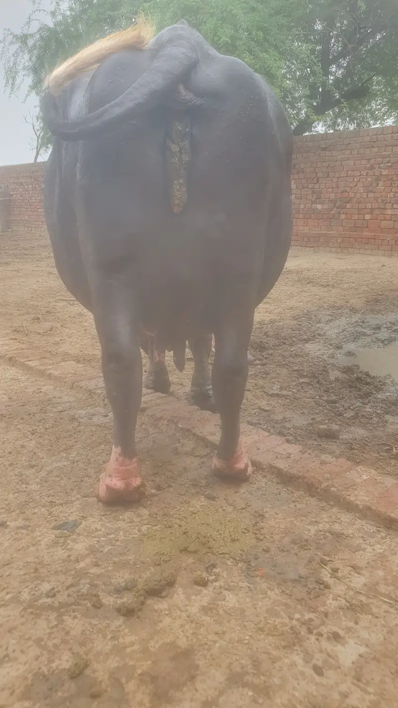 3 sy 4 din leti ha sony main tyar ha bilkul — photo 5