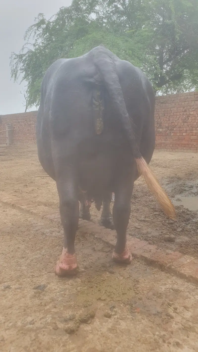 3 sy 4 din leti ha sony main tyar ha bilkul — photo 6