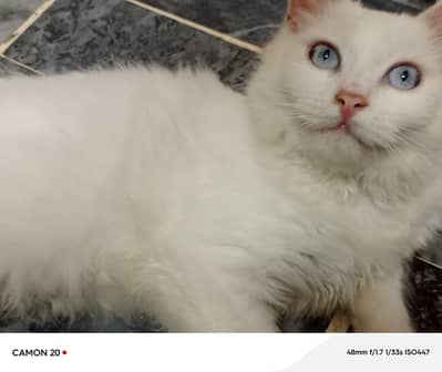 male female Persian breed