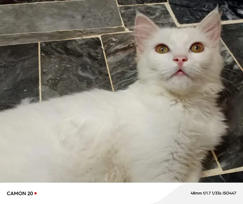 male female Persian breed — photo 2