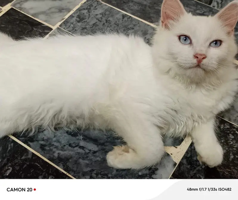 male female Persian breed — photo 3