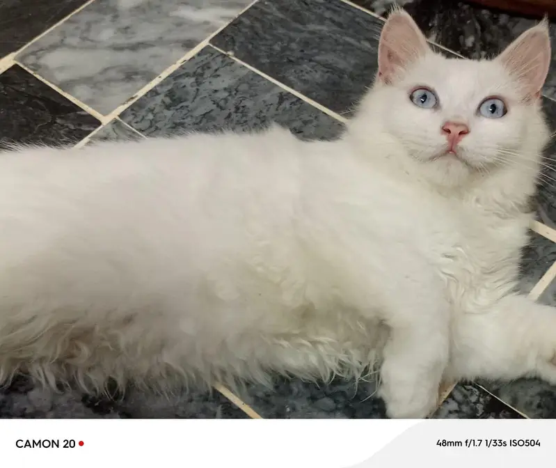male female Persian breed — photo 4