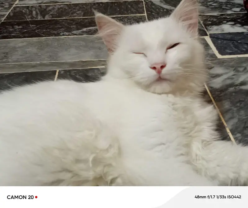 male female Persian breed — photo 5