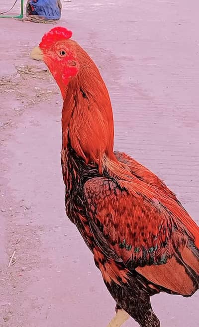 lakha aseel