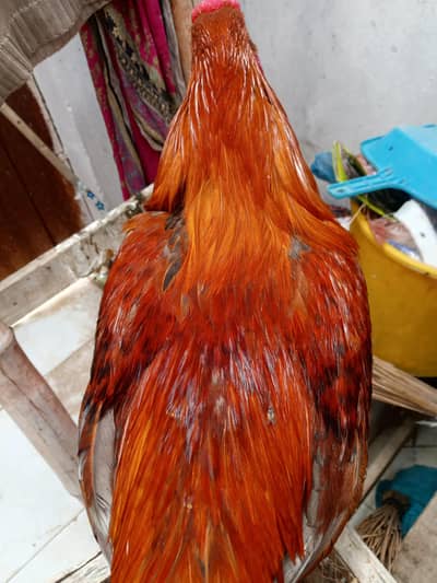 aseel murga murgi