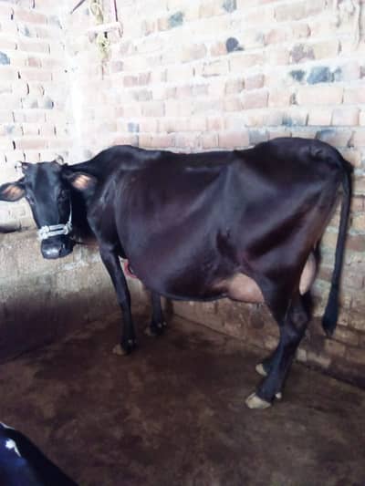 Jersy  cross | COW | گاۓ | Jersey Cow | for Sale Thandkoi, Swab