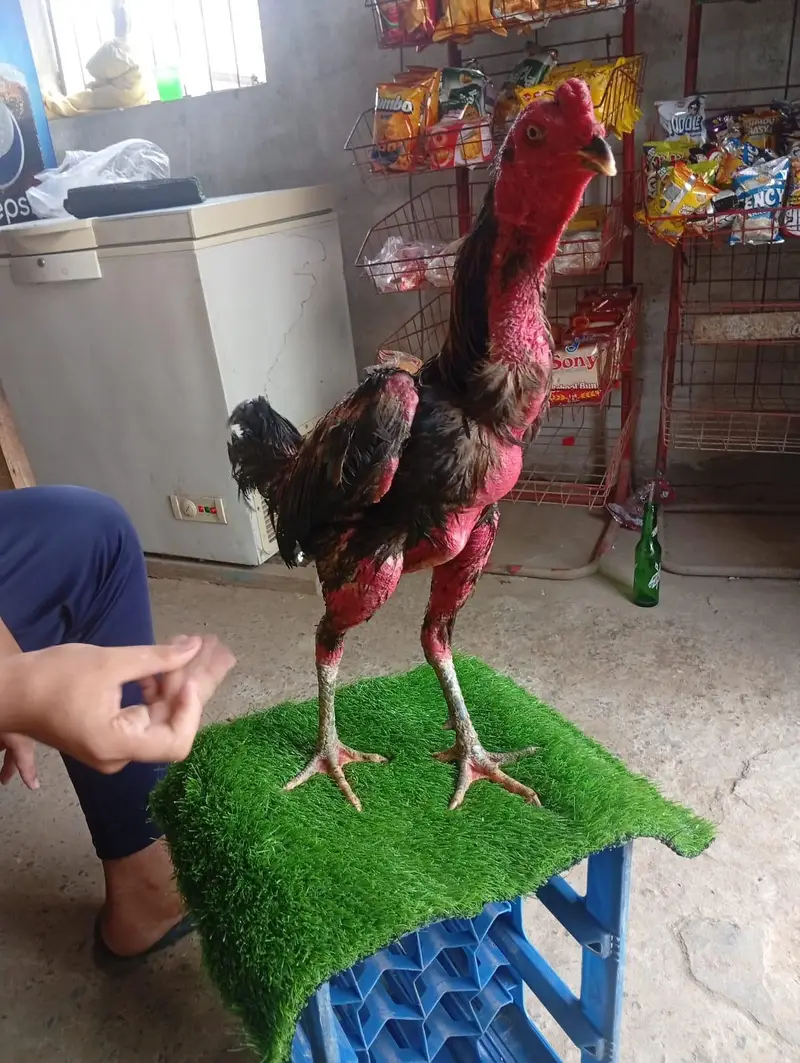 Thai patha + pakoya — photo 6