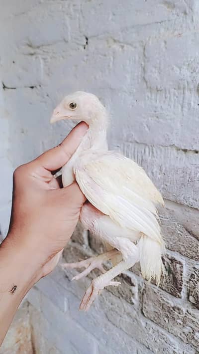 pepar white pathy hai ye barry ho kr bhi pepar white barred krry gy