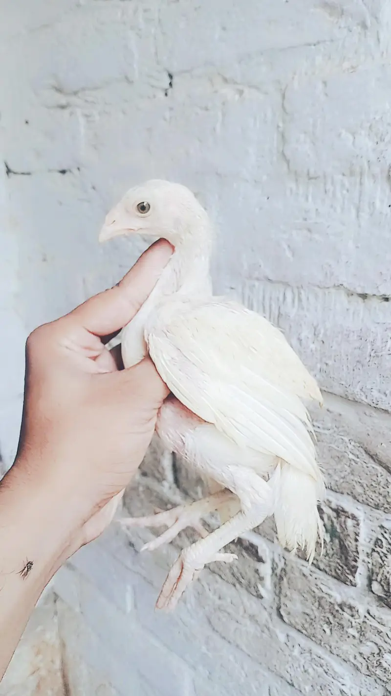 pepar white patha or pathi garanty pepar white 2no — photo 2