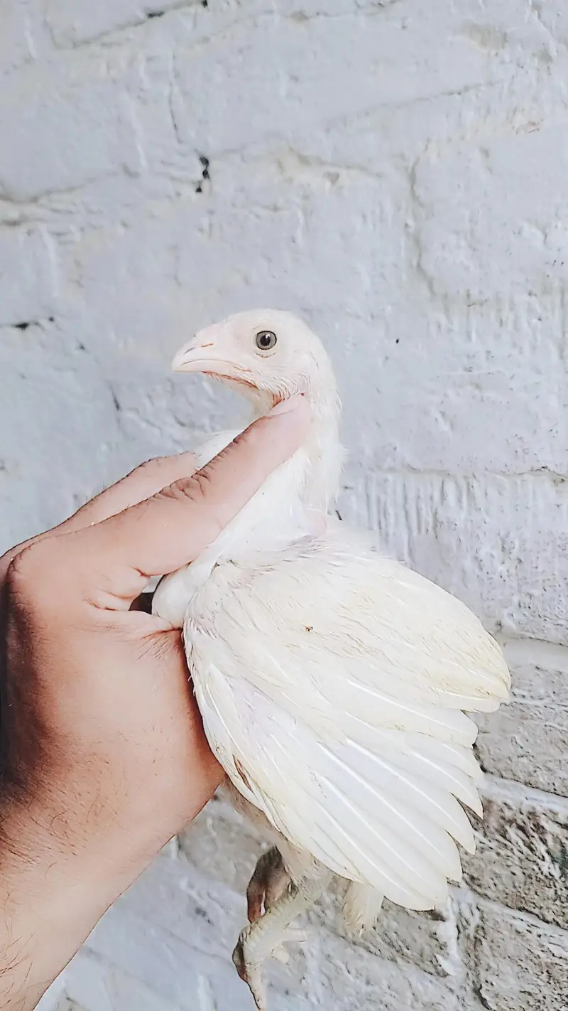 pepar white patha or pathi garanty pepar white 2no — photo 3