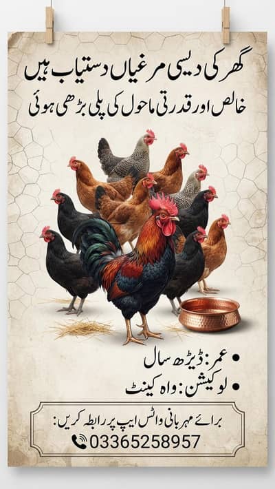 Golden Misri Desi Hens Available