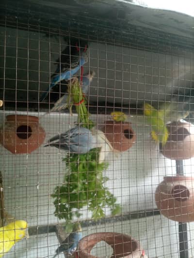 budgie pair with fresh fertile eggs