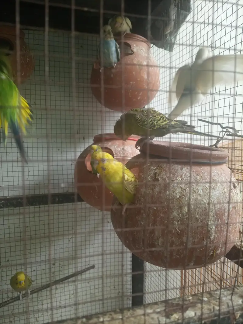 budgie pair with fresh fertile eggs — photo 2