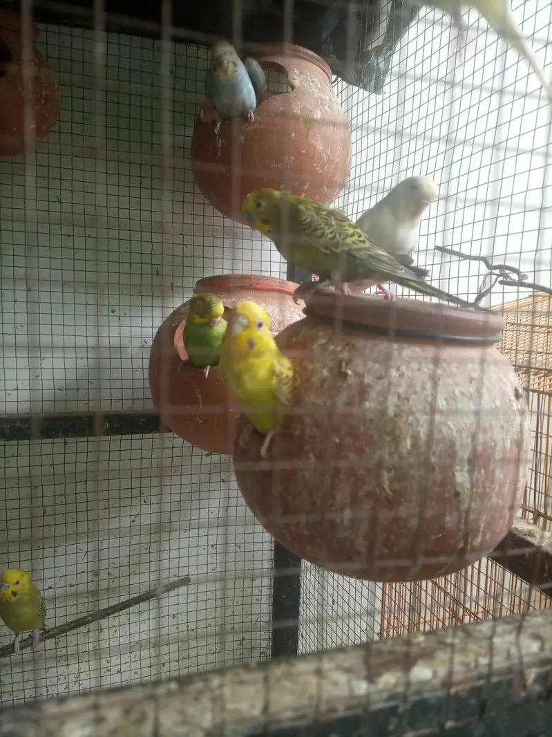 budgie pair with fresh fertile eggs — photo 3