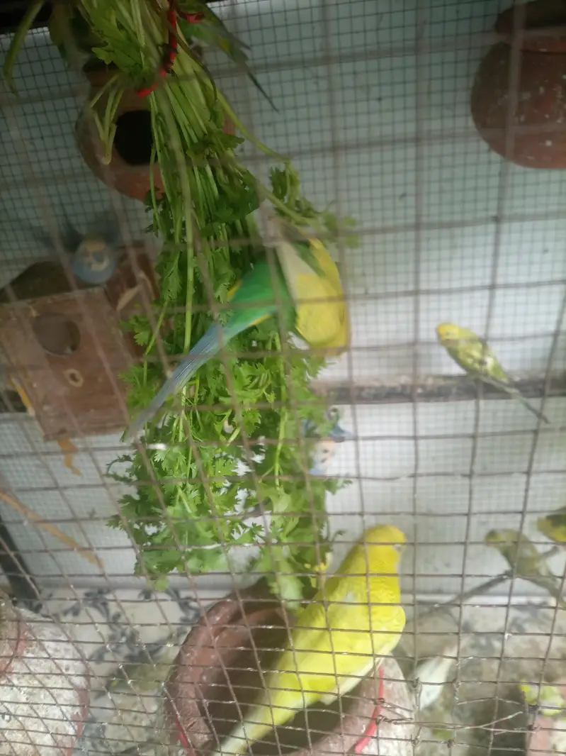 budgie pair with fresh fertile eggs — photo 5