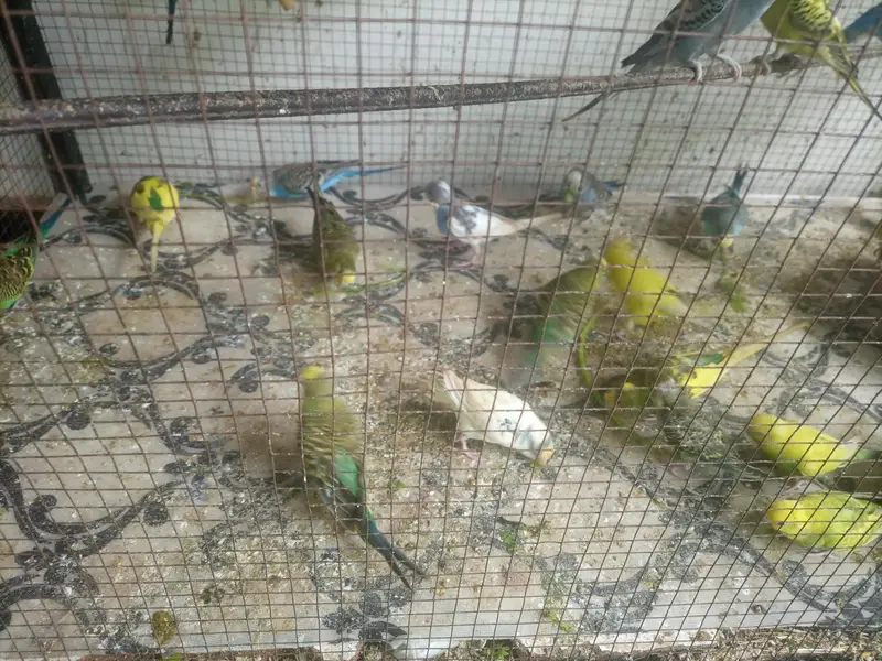 budgie pair with fresh fertile eggs — photo 6