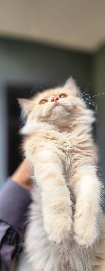 kitten | persion kitten | White kitten | Cat