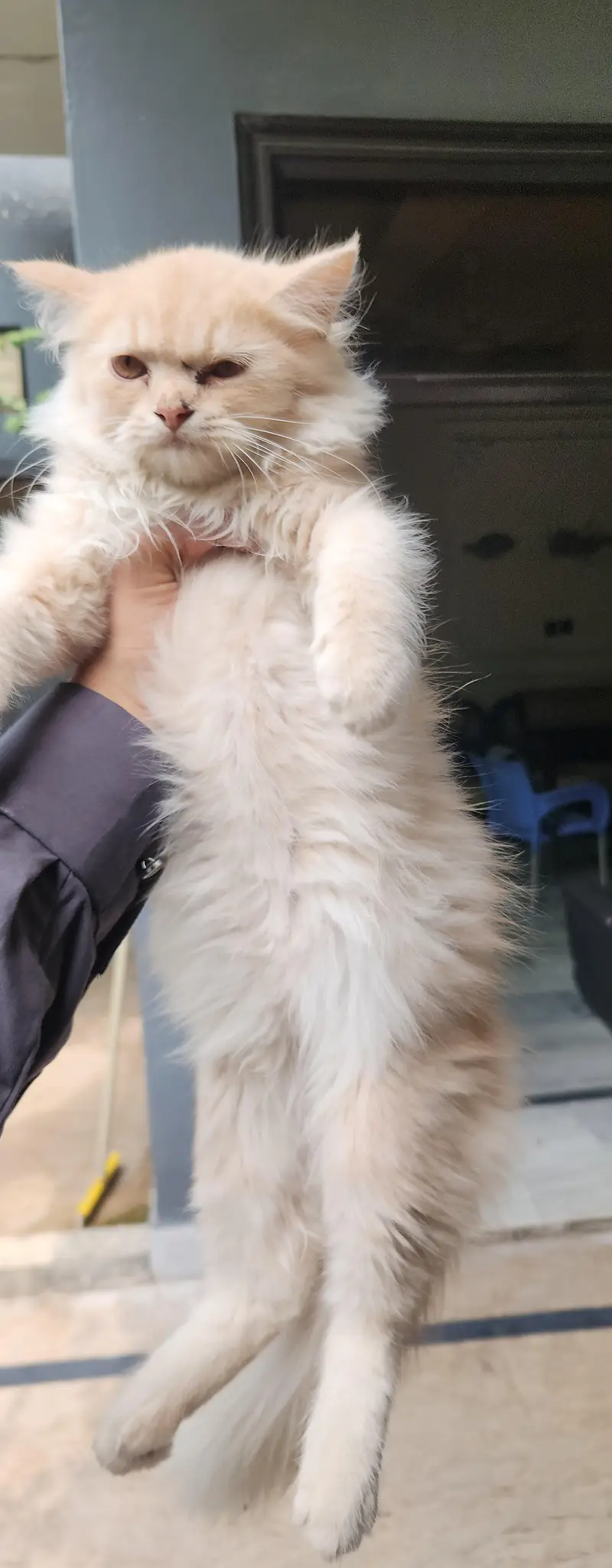 kitten | persion kitten | White kitten | Cat — photo 2