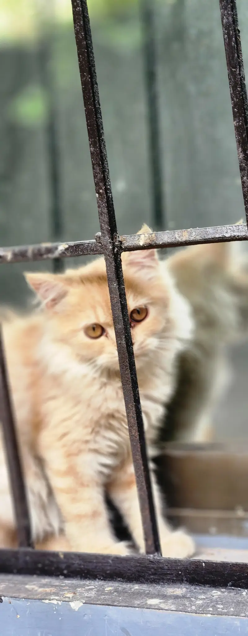 kitten | persion kitten | White kitten | Cat — photo 3