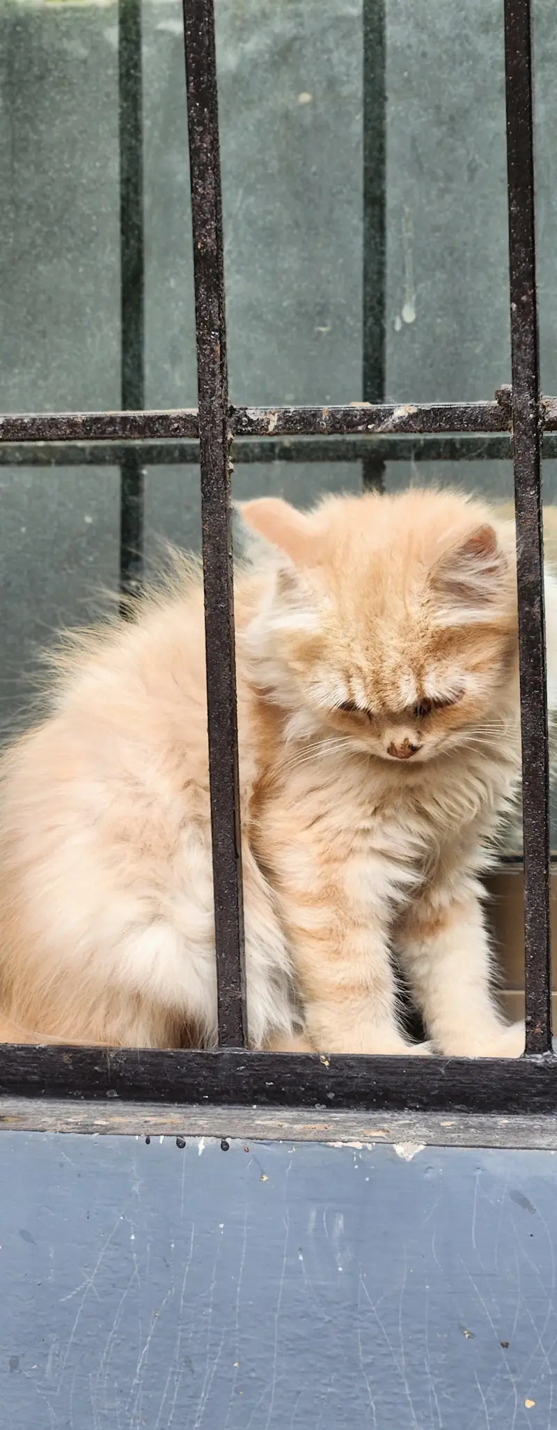 kitten | persion kitten | White kitten | Cat — photo 4