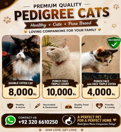Persian Kittens / Cats/ Triple Coat/ Double Coat