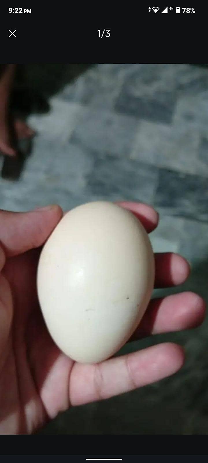 peacock ege 0