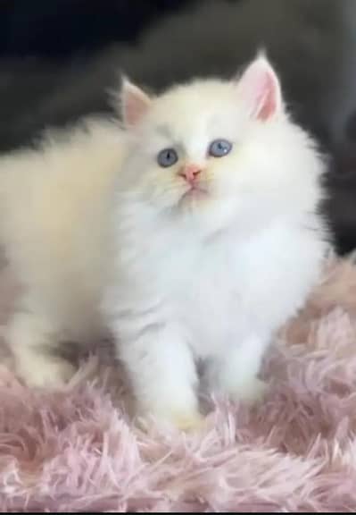 Persian cat for sale 2 month age available