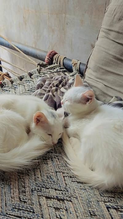 Healthy and active cats
