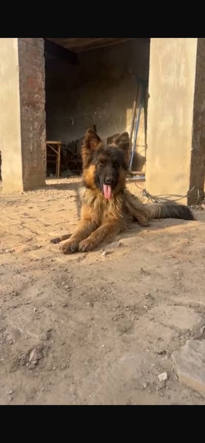 Male dog german 3 cout