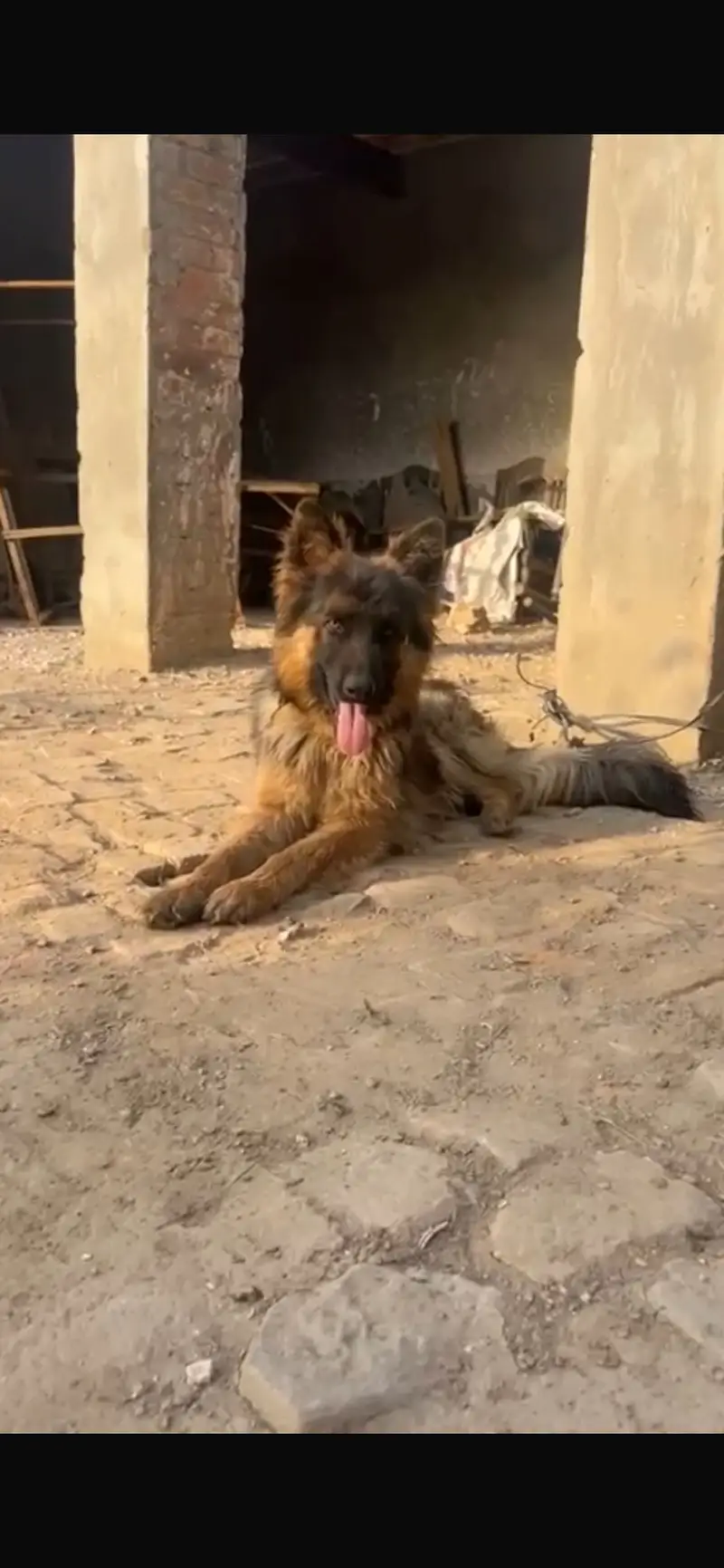 Male dog german 3 cout — photo 2