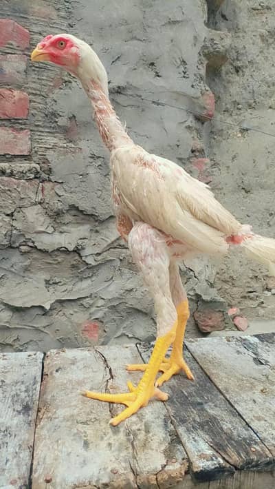 white shamo| king size shamo |german shamo |3 month old shamo chicks