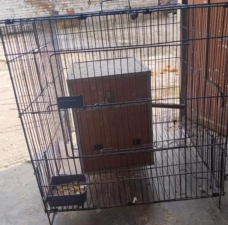 pair for sale — photo 2