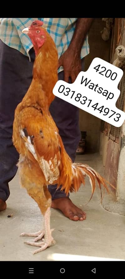 aseel murga | aseel murgi | murga