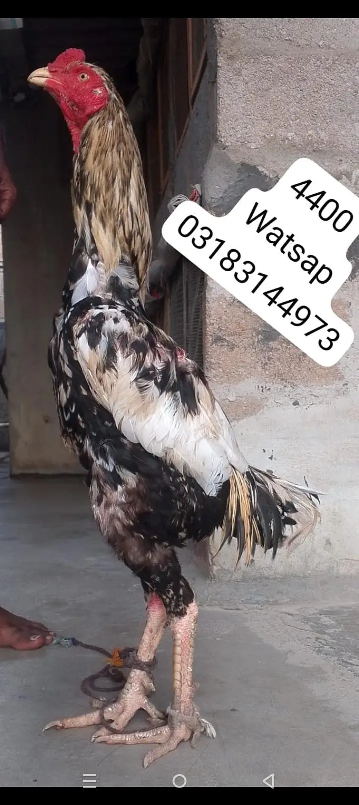 aseel murga | aseel murgi | murga — photo 5