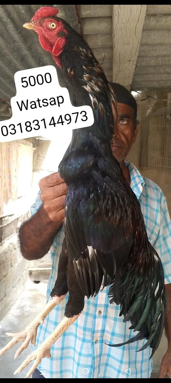 aseel murga | aseel murgi | murga — photo 6