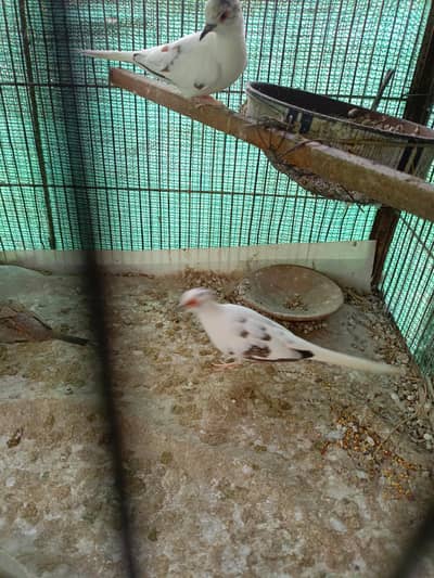 diamond paid Dove
