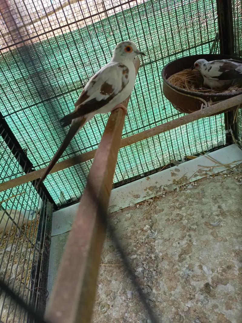 diamond paid Dove — photo 2