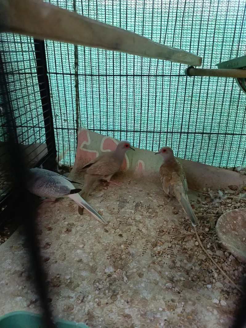 diamond paid Dove — photo 3