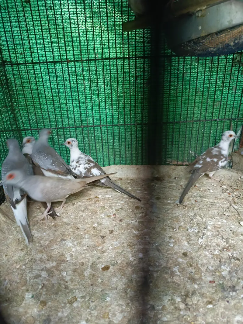 diamond paid Dove — photo 4