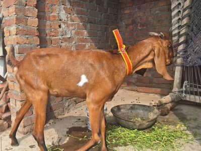 2 Dant Nagri path Healthy and active hai koi msla nhi hai