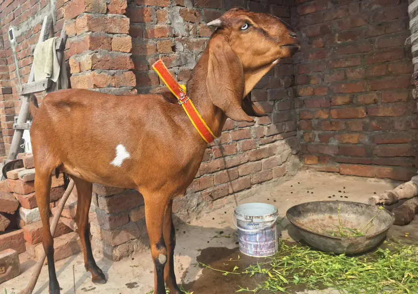 2 Dant Nagri path Healthy and active hai koi msla nhi hai — photo 2