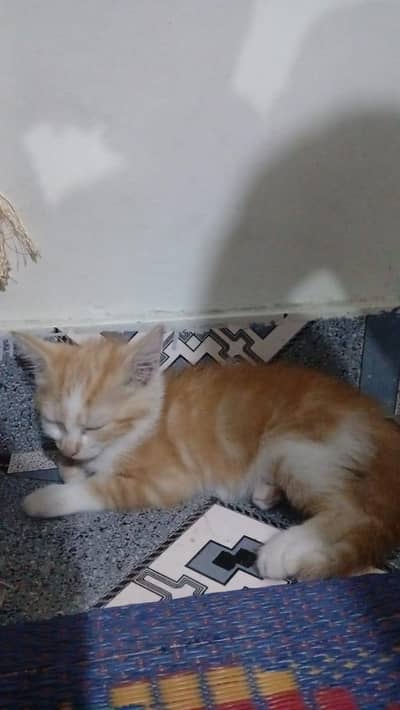 Persian Kitten