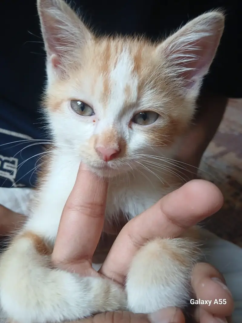 Persian Kitten — photo 2