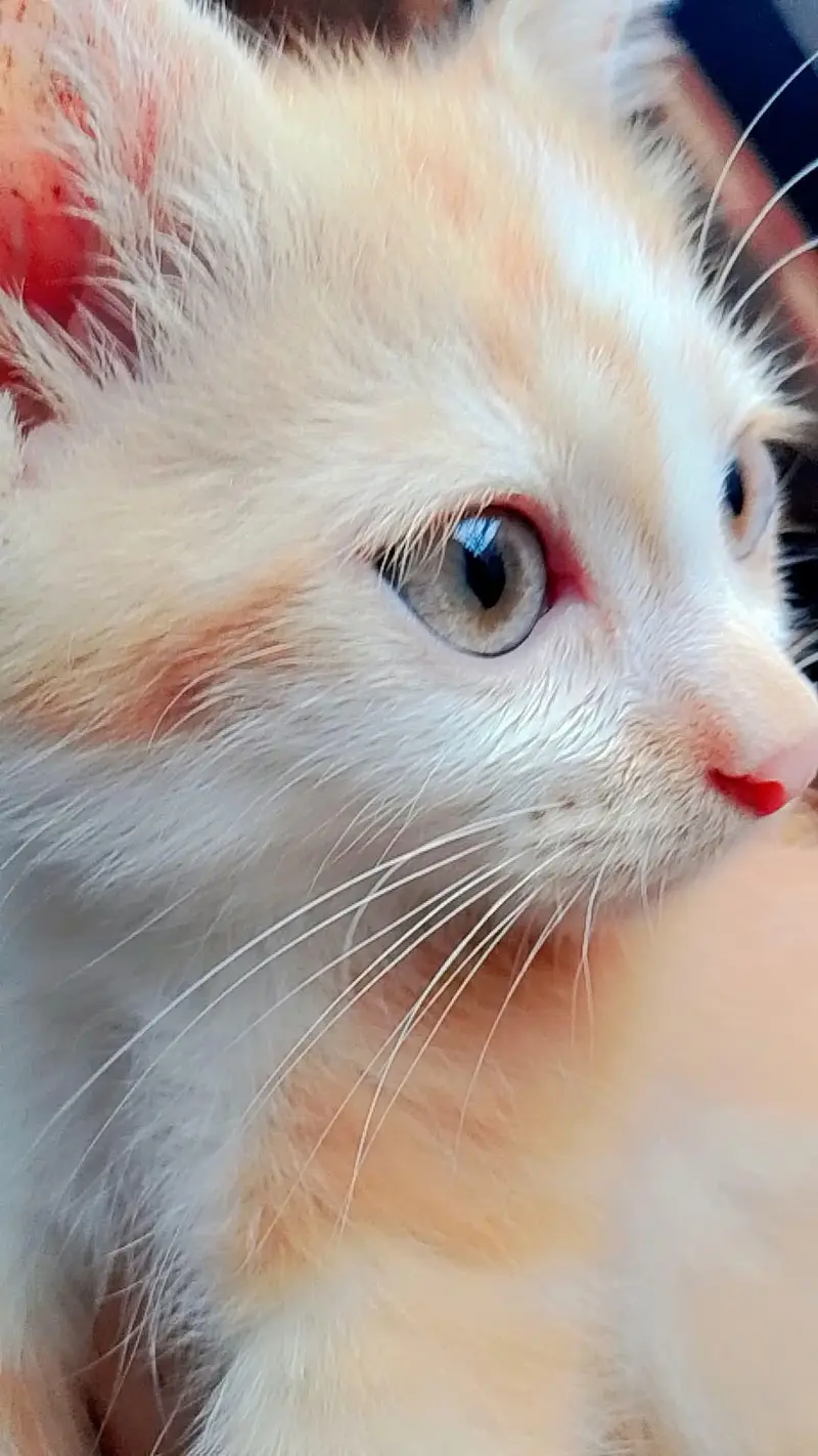 Persian Kitten — photo 3